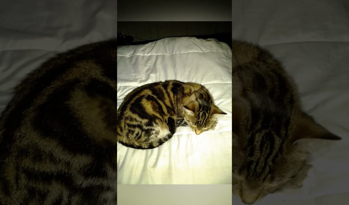 Too Cute to Wake :  Sleepy Kitty in Dreamland