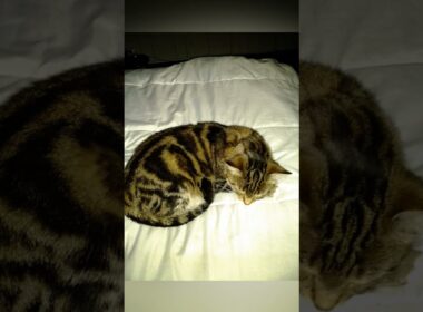 Too Cute to Wake :  Sleepy Kitty in Dreamland