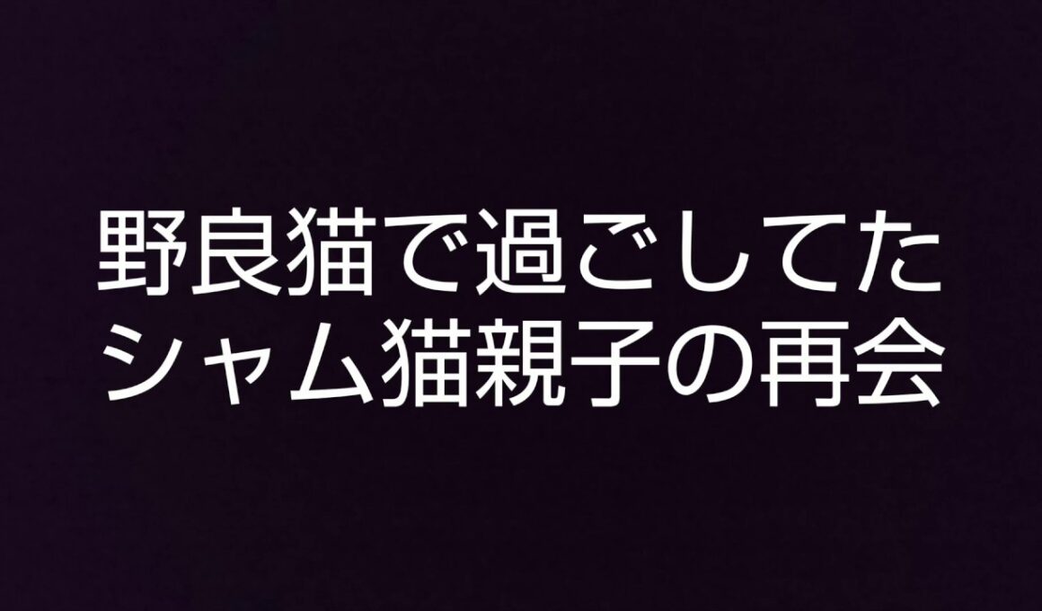 野良猫で過ごしてたシャム猫親子の再会！