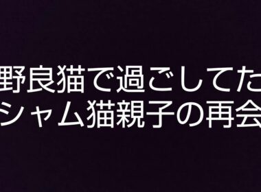 野良猫で過ごしてたシャム猫親子の再会！