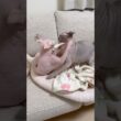 ケンカする猫スルタンとアレクサンドラ【スフィンクス】