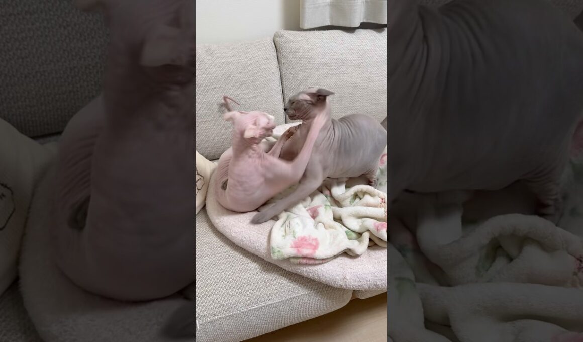ケンカする猫スルタンとアレクサンドラ【スフィンクス】