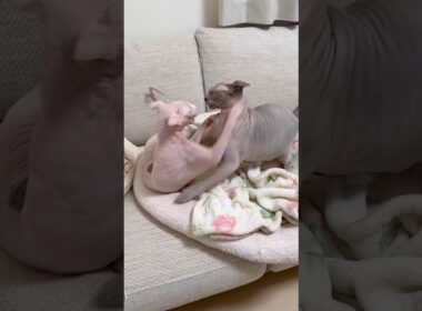 ケンカする猫スルタンとアレクサンドラ【スフィンクス】