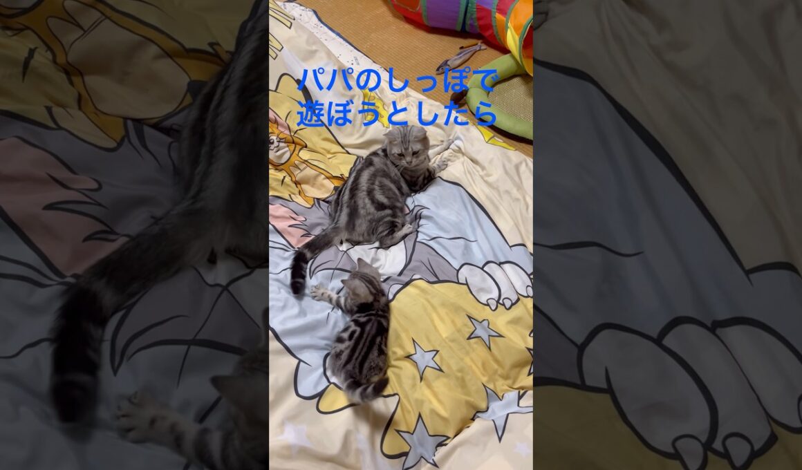 パパ怖いけどやさしいにゃ#アメリカンショートヘア#アメショ#子猫#猫の日常#cat#cats