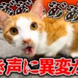 天使のような鳴き声だった猫の声が大変なことになってしまいました…。