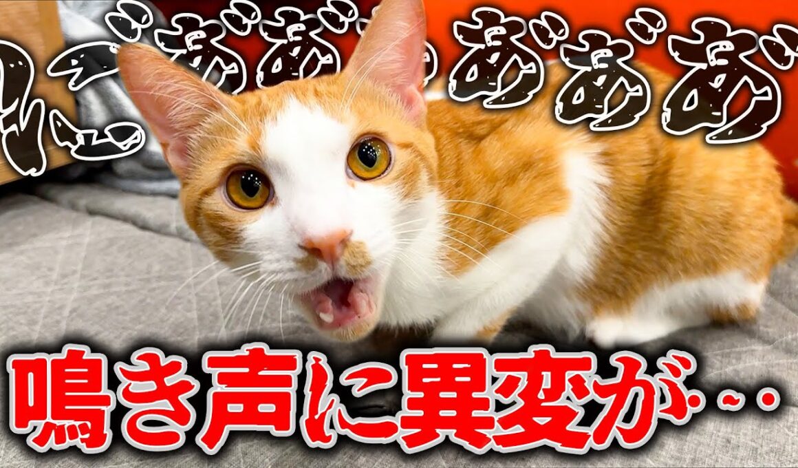 天使のような鳴き声だった猫の声が大変なことになってしまいました…。