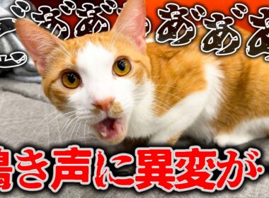 天使のような鳴き声だった猫の声が大変なことになってしまいました…。