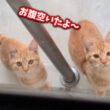 猫にご飯を与えたら子猫3匹連れて来たという相談を受けました