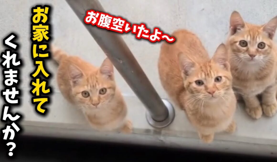 猫にご飯を与えたら子猫3匹連れて来たという相談を受けました