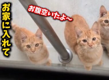 猫にご飯を与えたら子猫3匹連れて来たという相談を受けました