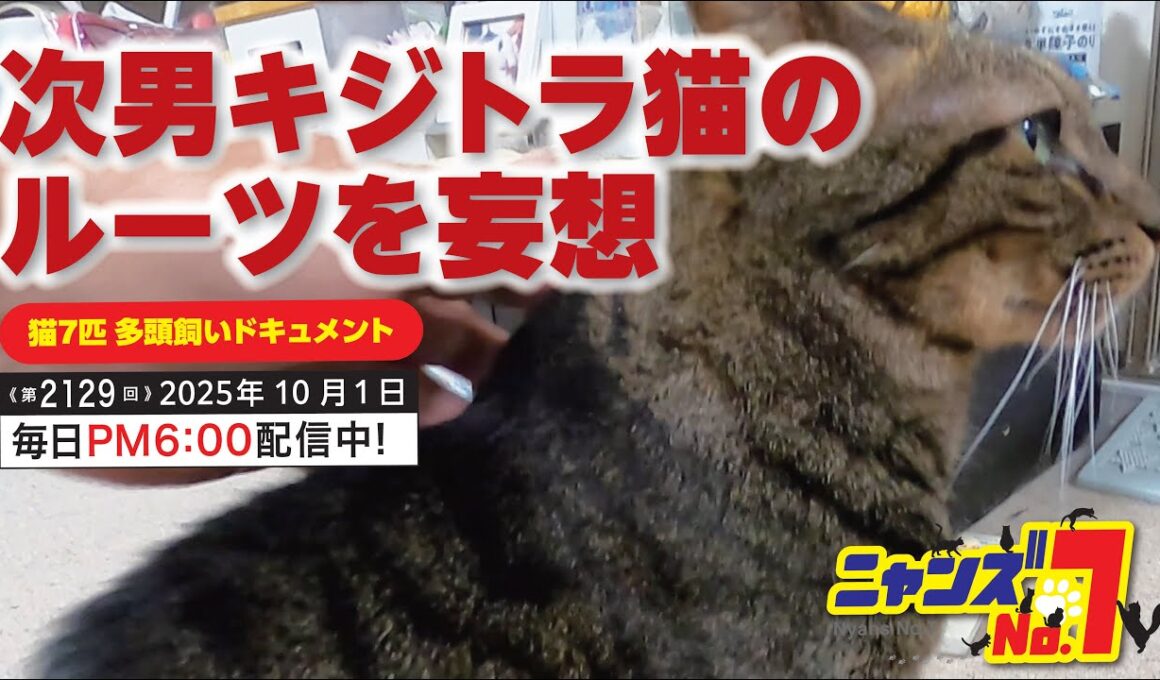 《第2129回》次男キジトラ猫のルーツを妄想
