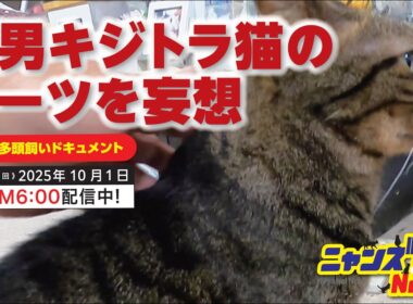 《第2129回》次男キジトラ猫のルーツを妄想