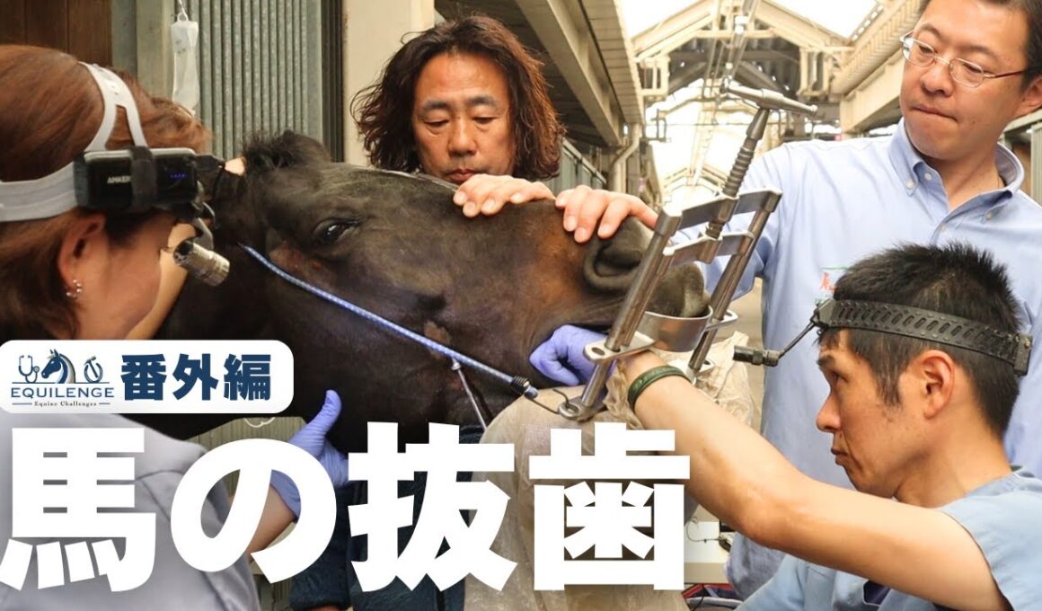 ダンちゃん、割れた歯を抜く！【EQUILENGE番外編】