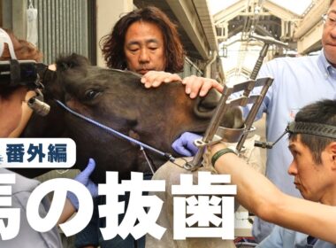 ダンちゃん、割れた歯を抜く！【EQUILENGE番外編】