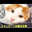 大型猫メインクーンをお迎えして丸４年の家族の日常はこんな感じ