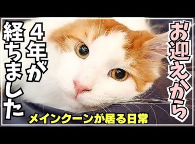 大型猫メインクーンをお迎えして丸４年の家族の日常はこんな感じ