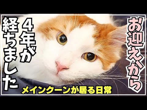 大型猫メインクーンをお迎えして丸４年の家族の日常はこんな感じ