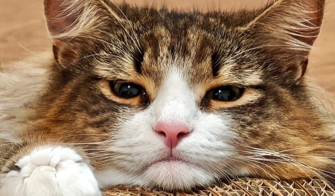 デカ猫を病院に連れていったら泣いちゃった