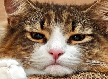 デカ猫を病院に連れていったら泣いちゃった