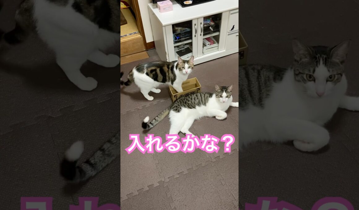 小さな箱に入れないか悩むまるとさくら#メインクーンミックス #保護猫