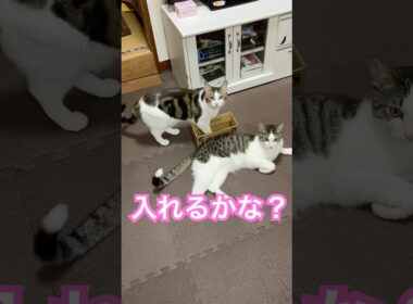 小さな箱に入れないか悩むまるとさくら#メインクーンミックス #保護猫
