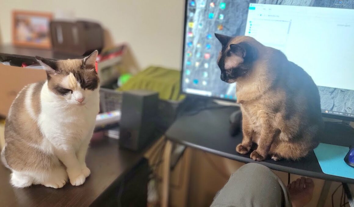 帰宅して座ると同時に毎日必ず目の前に飛んでくる猫💻