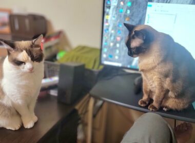 帰宅して座ると同時に毎日必ず目の前に飛んでくる猫💻