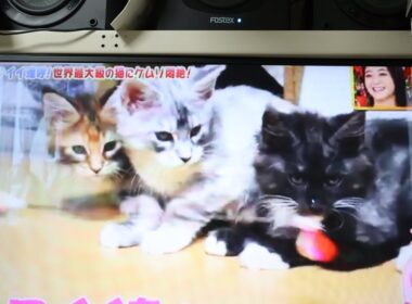 メインクーンキャッテリー東京オノクーン