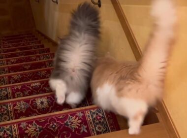 【懐かしい♡】カワイイお尻がいっぱい💖ノルウェージャンフォレストキャットとターキッシュアンゴラ