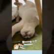 ダラけすぎてホラーにゃ⁉️👻仰向けで移動する猫【トンキニーズ】 Spooky Lazy Cat⁉️👻 Tonkinese #猫動画 #トンキニーズ #ホラー猫