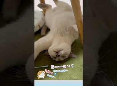 ダラけすぎてホラーにゃ⁉️👻仰向けで移動する猫【トンキニーズ】 Spooky Lazy Cat⁉️👻 Tonkinese #猫動画 #トンキニーズ #ホラー猫