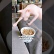 世の中のどんな猫よりも食いしん坊かもw #猫 #スフィンクス