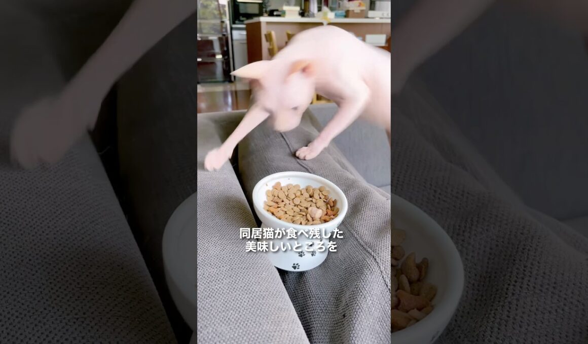 世の中のどんな猫よりも食いしん坊かもw #猫 #スフィンクス