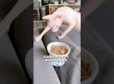 世の中のどんな猫よりも食いしん坊かもw #猫 #スフィンクス