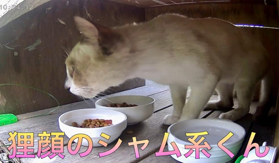 いつものサビキジさんと、狸顔のシャムくんが食事に来たよ。