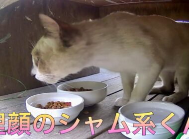 いつものサビキジさんと、狸顔のシャムくんが食事に来たよ。