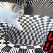 家の中に落とし穴がぁぁぁぁぁぁあああああ！！！！【関西弁でしゃべる猫】【猫アテレコ】