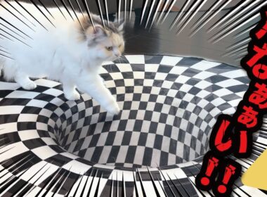 家の中に落とし穴がぁぁぁぁぁぁあああああ！！！！【関西弁でしゃべる猫】【猫アテレコ】