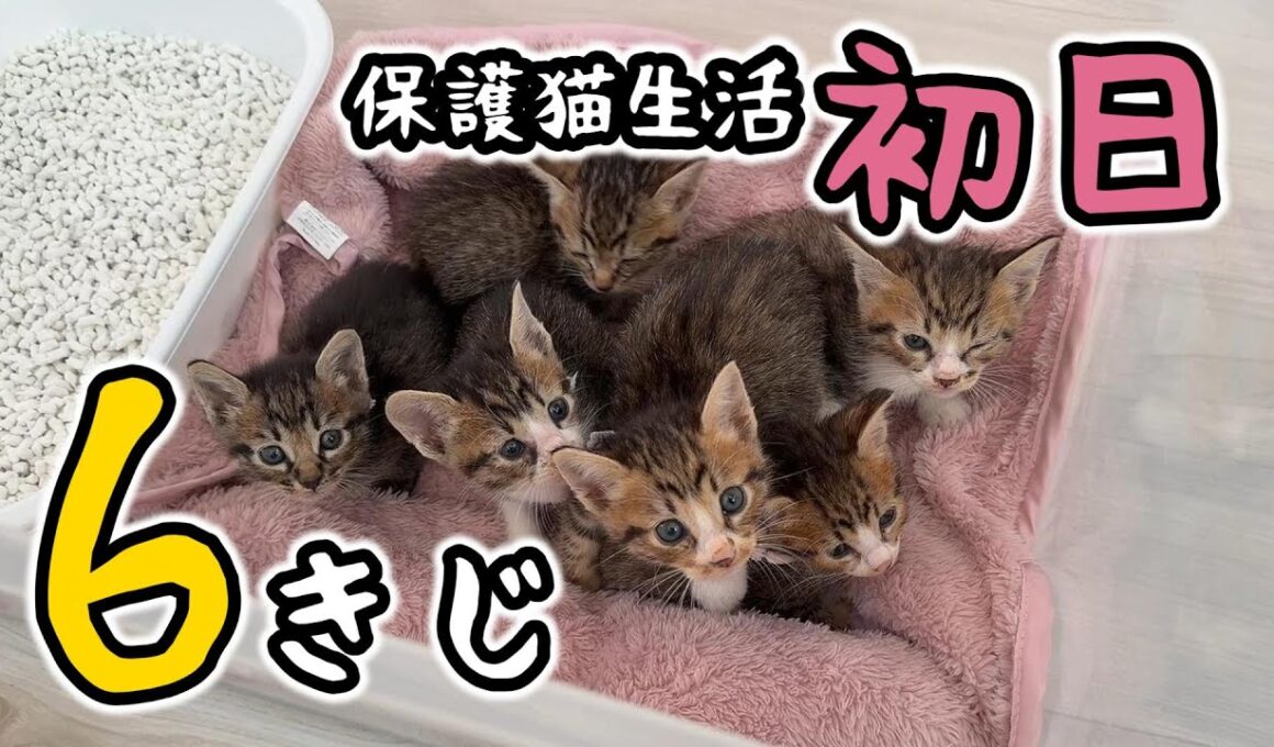 6きじ子猫がやってきた！きじまみれ…迫力のかわいさがいっぱい【保護猫生活1日目】