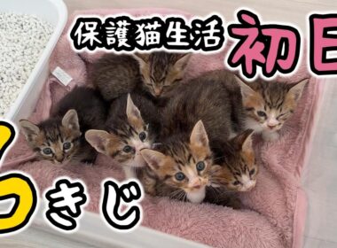6きじ子猫がやってきた！きじまみれ…迫力のかわいさがいっぱい【保護猫生活1日目】