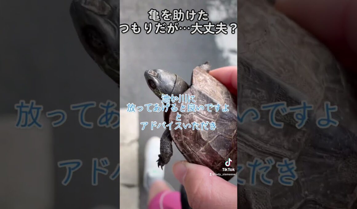 浦島シャム太郎 #tiktok #shorts