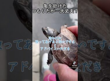 浦島シャム太郎 #tiktok #shorts