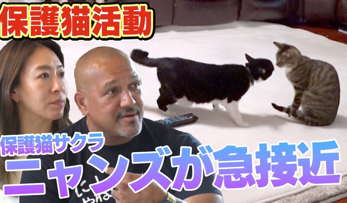 【遂にこの時が・・・】保護猫生活を送るサクラが先住ニャンズたちと急接近（サンシャイン池崎一門ラミレスおじさん）