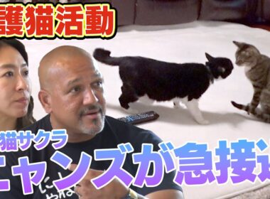 【遂にこの時が・・・】保護猫生活を送るサクラが先住ニャンズたちと急接近（サンシャイン池崎一門ラミレスおじさん）