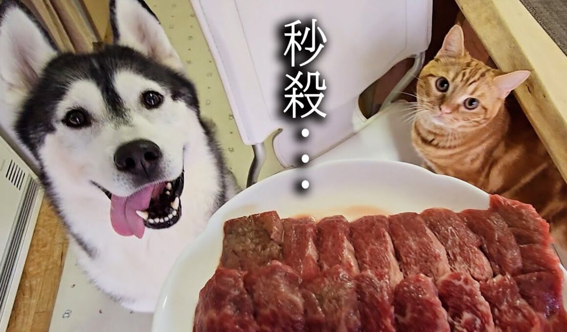 大好物なお肉を食べた子猫と犬達の反応がこちらです...