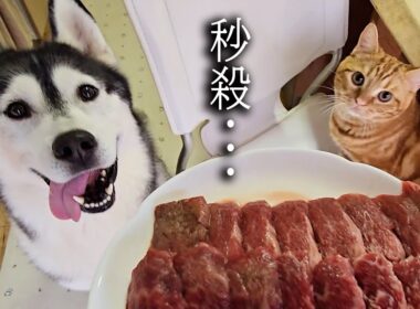 大好物なお肉を食べた子猫と犬達の反応がこちらです...