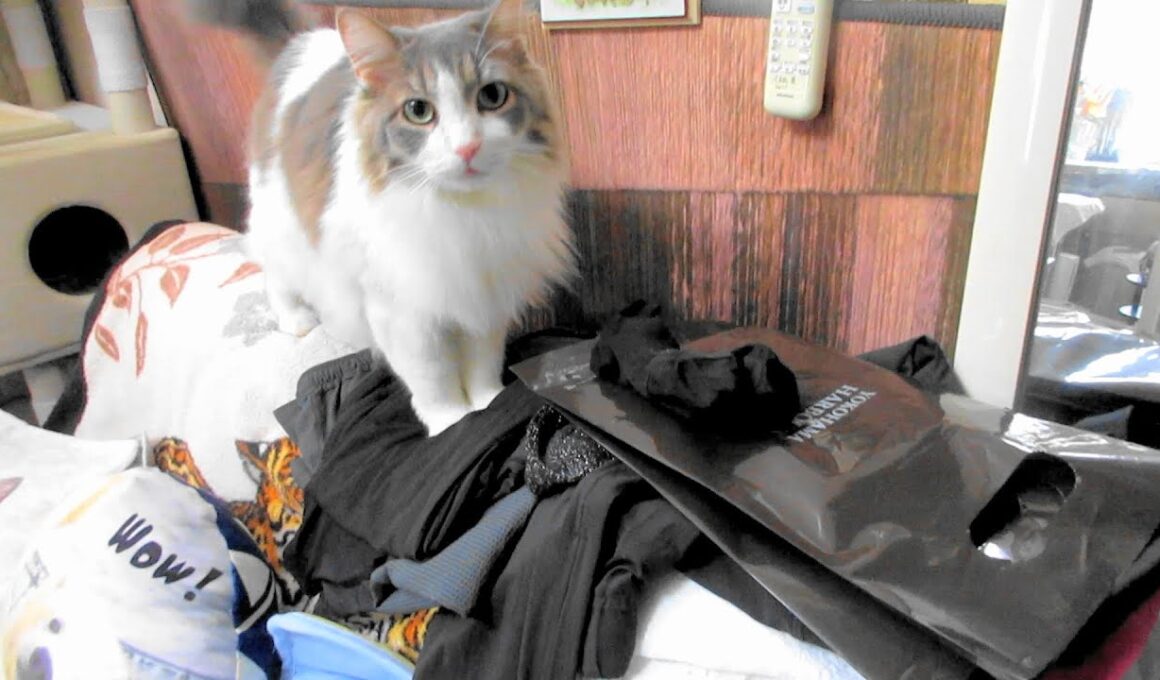 目指せモモ20歳～おやつがズラリ並んだ猫の運命🙀今後暫くのアップ動画についてのお知らせ