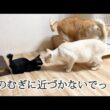 子猫に嫉妬…大好きなオス猫を必死に守るメス猫