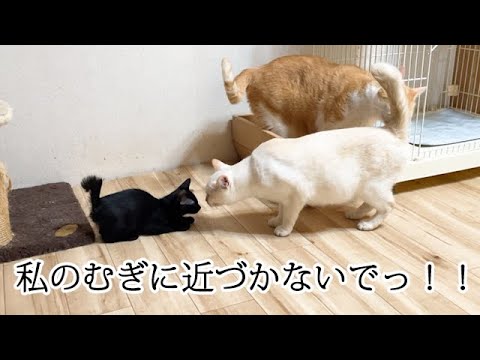子猫に嫉妬…大好きなオス猫を必死に守るメス猫