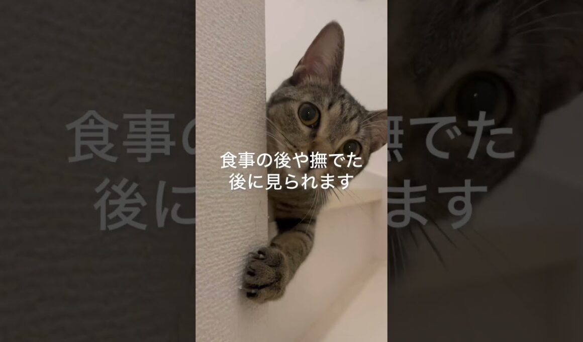 猫がありがとうを伝える時にする行動3選